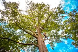 How Our Tree Care Process Works  in  Santa Maria, CA