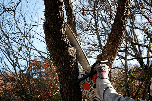 Santa Maria, CA Tree Services Company